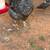 laying  hens for sale and eggs for sale too 1 thumbnail