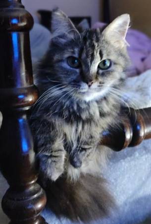 Niña adorable (Easton, CT)63875423948289121