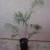 Malagasy palms /// DYPSIS (Chrysalidocarpus) species 23 thumbnail
