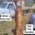 Ranch broke Stud 6 thumbnail