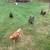 Chickens 1 thumbnail