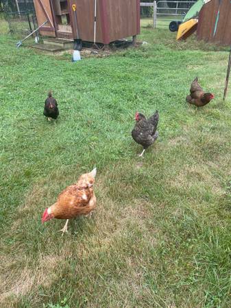 Chickens 1