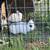 Bunnies-Adorable 1 thumbnail