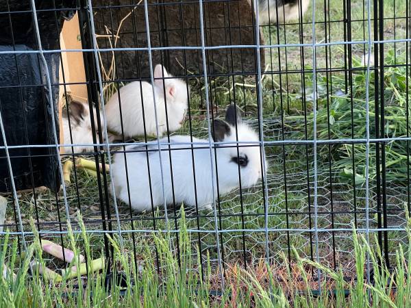 Bunnies-Adorable 1