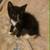 Kittens 2 thumbnail
