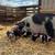 Kune Kune Piglets 8 thumbnail