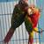 Pineapple conure 2 thumbnail
