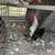 Fighting Rooster with Chicken 5 thumbnail