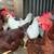 Chickens for sale 1 thumbnail