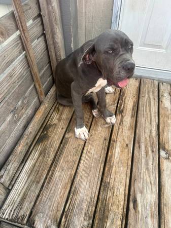 Mastiff63661959297409121