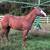 APHA Paint Colt 3 thumbnail