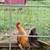 Chickens/hens 12 thumbnail
