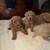 Poodles (1 month old) need rehoming 2 thumbnail