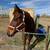 7 year old bay gelding 1 thumbnail