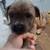 Shih-Chi 1 thumbnail