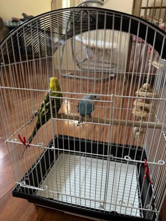 A parakeet is ready to be re homed 1