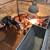Feeder pigs 1 thumbnail
