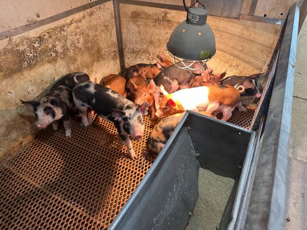 Feeder pigs 1