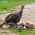 Turkeys 12 thumbnail