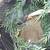 Snapping turtle and red ear slider for rehoming 3 thumbnail