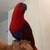 Female eclectus 5 thumbnail