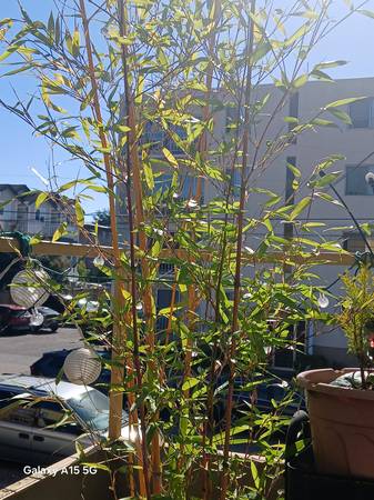 Bamboo plants 1