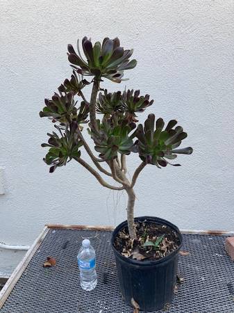 Plants + succulents 1