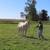 AQHA Perlino stud, Two Eyed Red Buck on his papers! 1 thumbnail