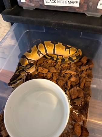 Ball python babies 1