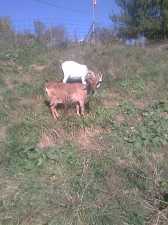 goat fullblood kiko doe 1