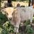 Scottish highland cattle 20 thumbnail