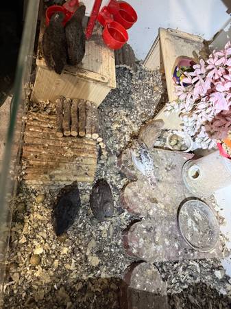 Button quail 1