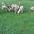 Sheep 3 thumbnail