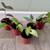 Collection of 5 beautiful house plants 1 thumbnail