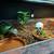 Reptile enclosure and more 3 thumbnail