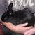 Rabbits 5 thumbnail