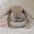 Holland lop rabbit 3 thumbnail