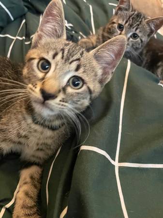 Kittens need homes 1