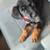 Luna puppy 3 thumbnail
