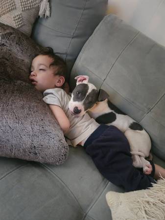 Daisy- pitbull (Conroe)63859314172035121