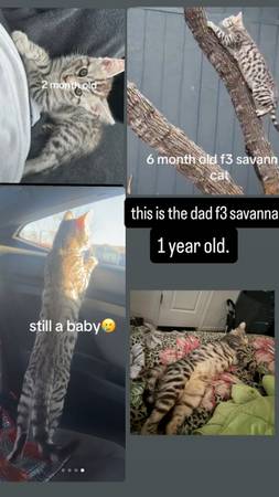cats 1