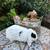 Beautiful Mini Lop Rabbits 6 thumbnail