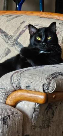 1 year old neutered cat (Indianola)63671554673667121