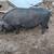 Pigs!! 3 thumbnail