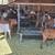 Sheeps Goats Borregos Chivos 13 thumbnail