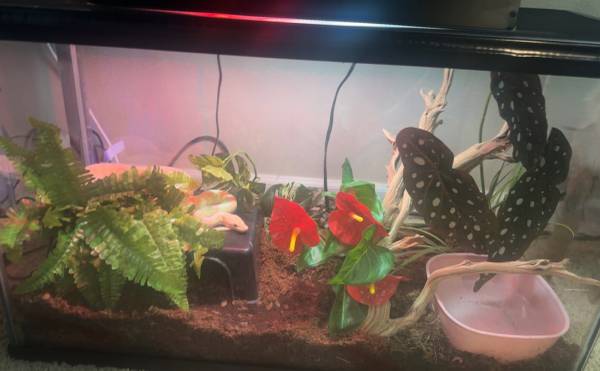 Banana Pastel Spinner Ball Python (Bothell)63869711654787121