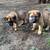 REHOMING LAST PUPPY (FEMALE) 8 WEEKS OLD 7 thumbnail