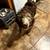 Goldendoodle puppies 2 thumbnail