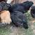 Chickens 4 thumbnail