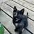 Barn cats looking for homes 5 thumbnail